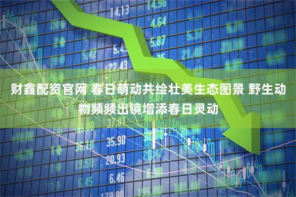 财鑫配资官网 春日萌动共绘壮美生态图景 野生动物频频出镜增添春日灵动